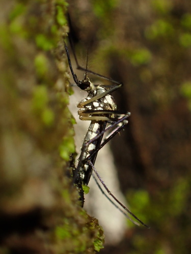 Eastern Treehole Mosquito photo 5