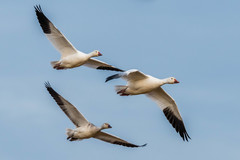 Snow Goose photo 4