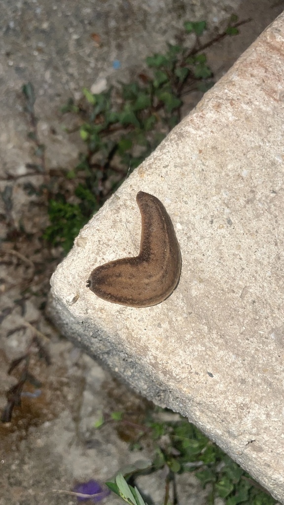 Angustipes erinaceus