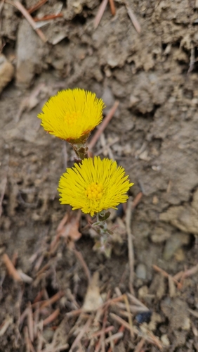 podbeľ liečivý (Tussilago farfara)