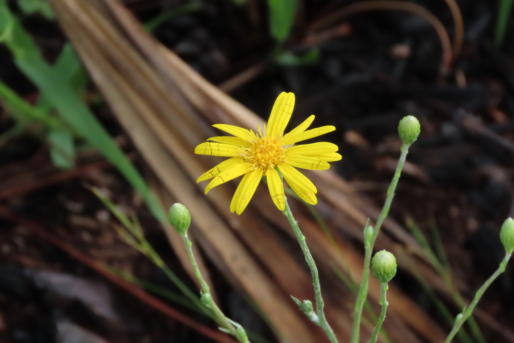 Tracy's Silkgrass from Babcock-Webb WMA, Punta Gorda, FL 33955, USA on ...