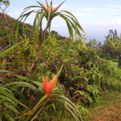 Freycinetia arborea