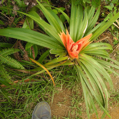 Freycinetia arborea