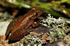 Coastal Snouted Tree Frog photo 3