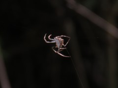 Verrucosa undecimvariolata