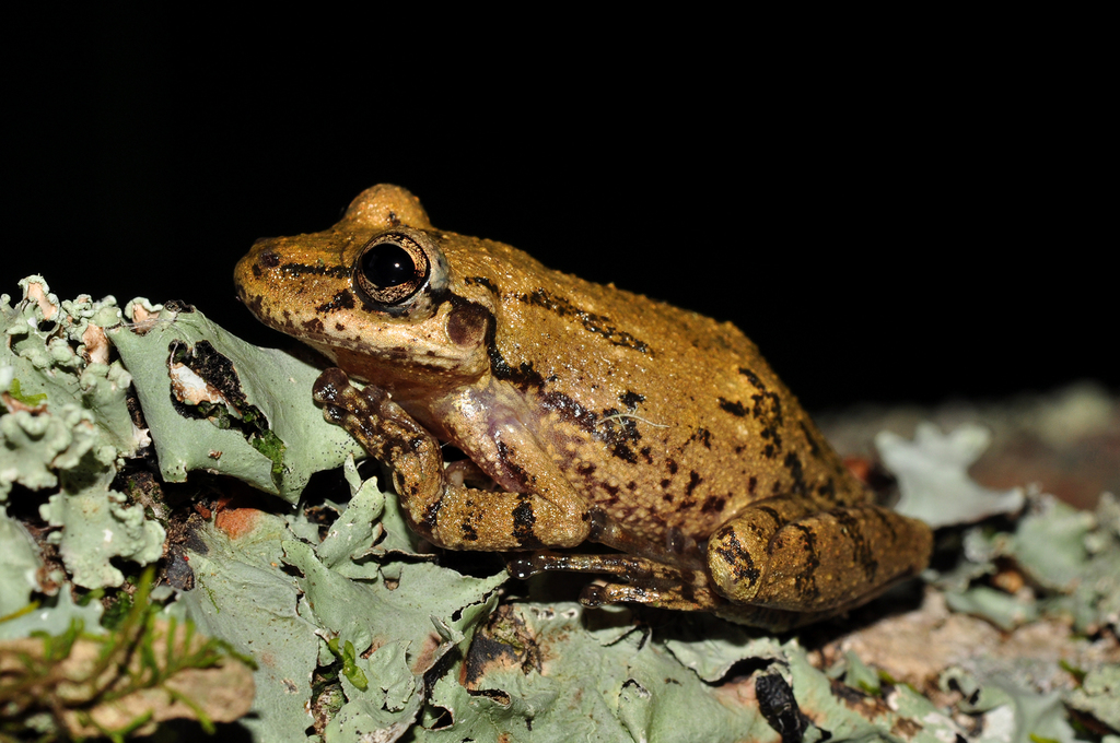 Argentine Snouted Tree Frog