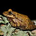 Argentine Snouted Tree Frog - Photo (c) Pedro Ivo, some rights reserved (CC BY-NC), uploaded by Pedro Ivo