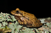 Argentine Snouted Tree Frog - Photo (c) Pedro Ivo, some rights reserved (CC BY-NC), uploaded by Pedro Ivo