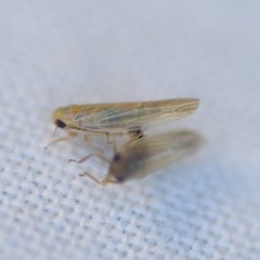 Balclutha abdominalis