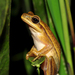 Fine-lined Tree Frog - Photo (c) Pedro Ivo, some rights reserved (CC BY-NC), uploaded by Pedro Ivo
