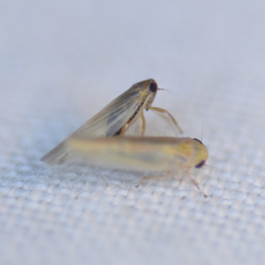 Balclutha abdominalis