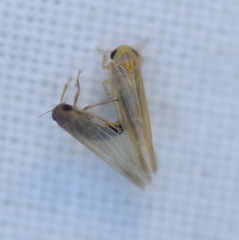 Balclutha abdominalis