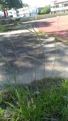 Paspalum urvillei