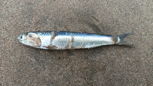 Anchoveta (Engraulis ringens) — Engraulidae — 2