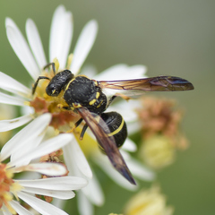 Ancistrocerus catskill