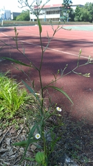 Symphyotrichum subulatum subulatum