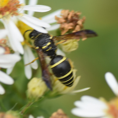 Ancistrocerus catskill