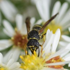 Ancistrocerus catskill