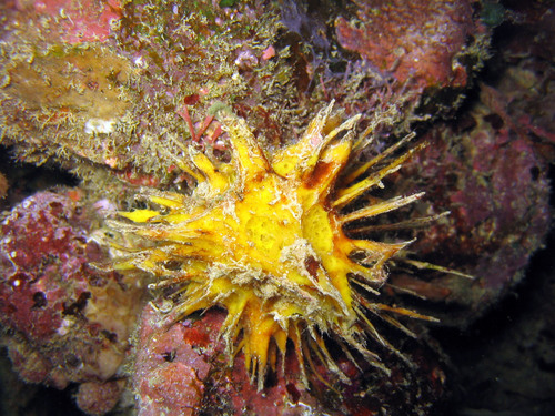 Craniella abracadabra · BioDiversity4All