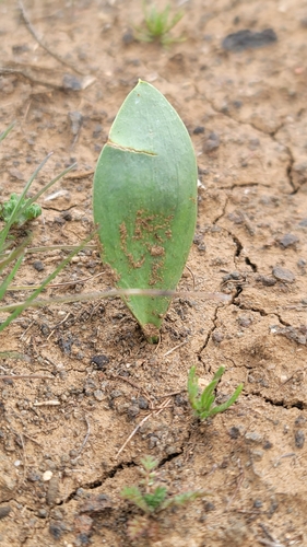 Image of Fritillaria agrestis by (c) Chris Winchell, some rights reserved (CC BY)