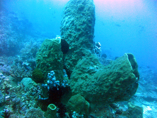 Giant Barrel Sponge