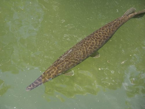 Florida Gar