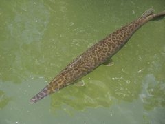 Florida Gar photo 4