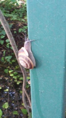 Caracolus marginella