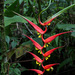 Heliconia dielsiana - Photo (c) Alan Rockefeller, algunos derechos reservados (CC BY), subido por Alan Rockefeller