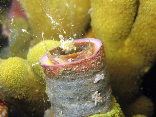 Vermetid Worm Snail
