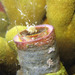 Vermetid Worm Snail - Photo (c) Sylvain Le Bris, some rights reserved (CC BY-NC), uploaded by Sylvain Le Bris