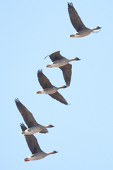 Taiga Bean Goose photo 2
