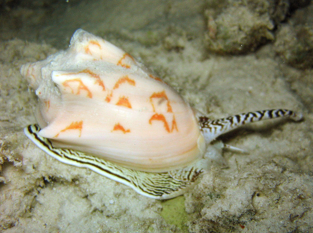 Bat volute from Togean island-2, Tojo Una-Una Regency, Indonésie on ...