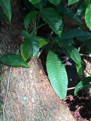 Anolis cristatellus cristatellus