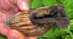 Cochlitoma granulata