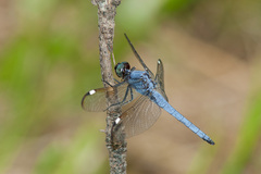 Libellula cyanea