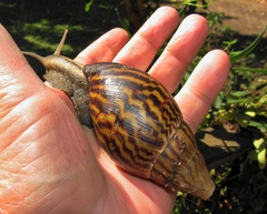 Cochlitoma granulata