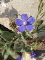 Anchusa azurea image