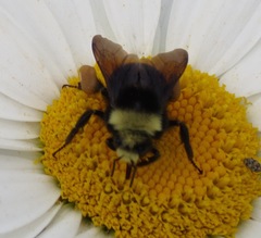 Bombus vosnesenskii