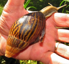 Cochlitoma granulata