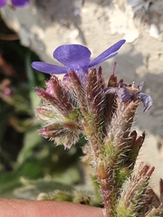 Anchusa azurea image