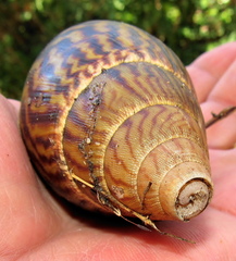 Cochlitoma granulata