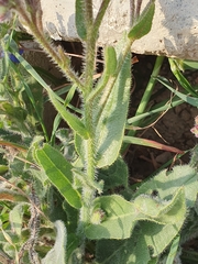 Anchusa azurea image