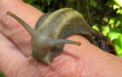 Cochlitoma granulata