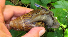 Cochlitoma granulata