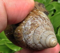 Cochlitoma granulata
