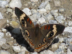 Junonia coenia coenia