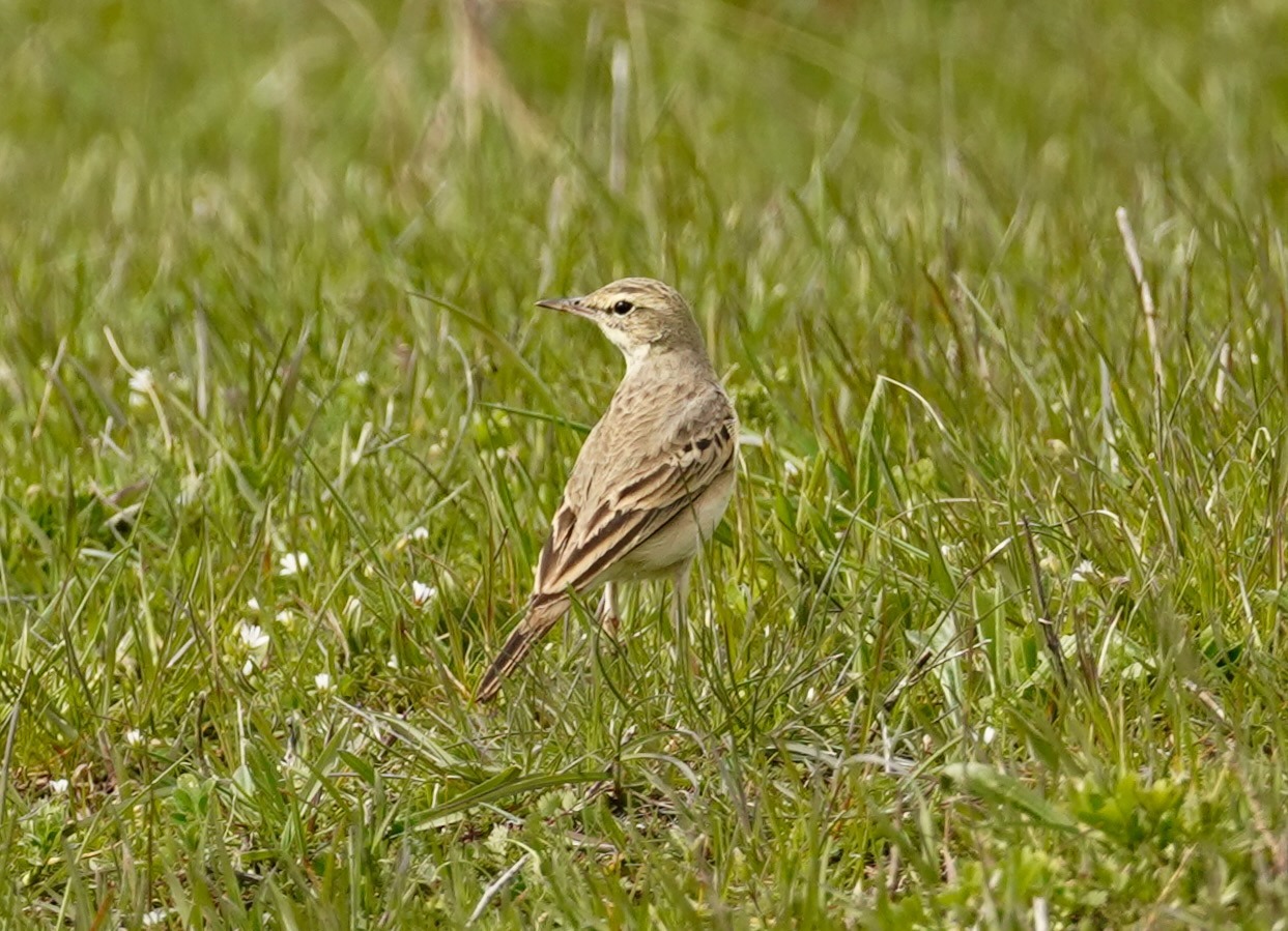 Anthus campestris (Linnaeus, 1758)