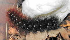 Rhodogastria similis