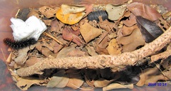 Rhodogastria similis